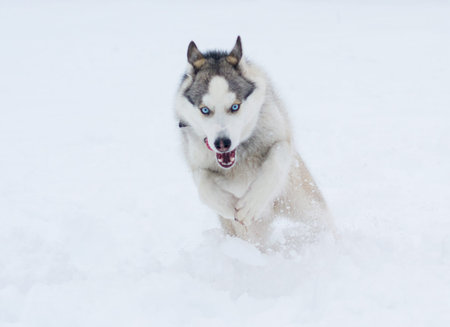 A dog of Siberian husky breed runs through the snow in winterの写真素材
