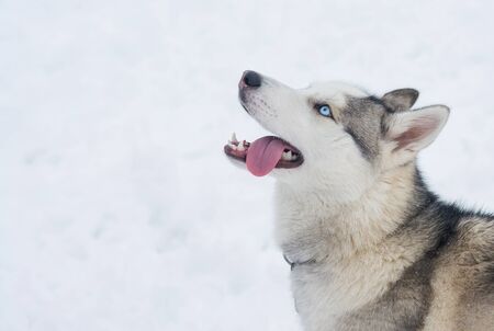 A dog of Siberian husky breed with open mouth in the snow in winterの写真素材