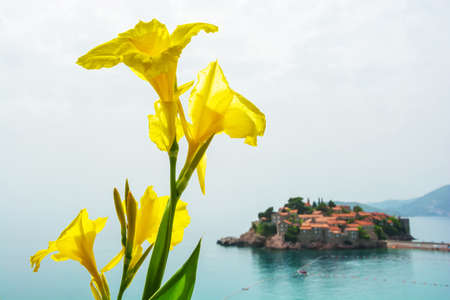 Beautiful yellow flowers in front of a view of Sveti Stefan island in Montenegroの写真素材
