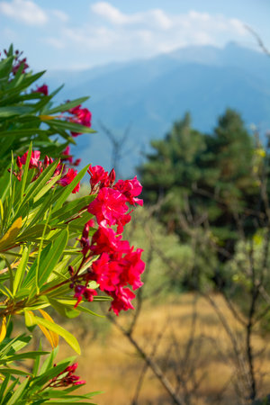 View of a cypress tree, flowers, mountains and beautiful landscape in the Pyrenees, Franceの写真素材