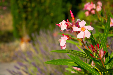 Red flowers and blooming lavender, beautiful plants in the Pyrenees, France