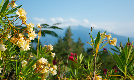 View of a flowers, mountains and beautiful landscape in the Pyrenees, Franceの写真素材