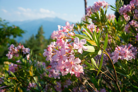View of a flowers, mountains and beautiful landscape in the Pyrenees, Franceの写真素材