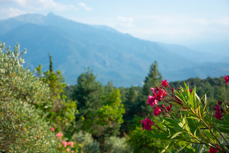 View of a cypress tree, flowers, mountains and beautiful landscape in the Pyrenees, France