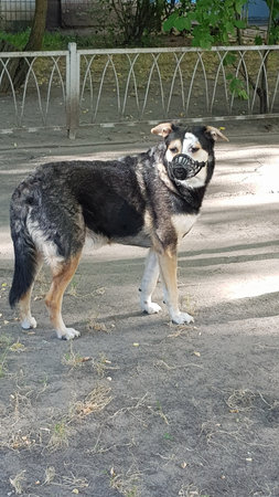 A domestic dog, wearing a muzzle, stands on the asphalt near a metal fence surrounding bushes and trees during a walkの写真素材