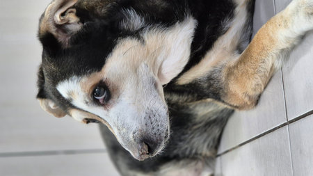A tri-colored dog (black, white, and reddish-brown) resting on a tiled floor. The photo captures the pet's head, paw, and part of the body, highlighted by soft natural light that eの写真素材