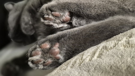 Gray cat pawsの写真素材