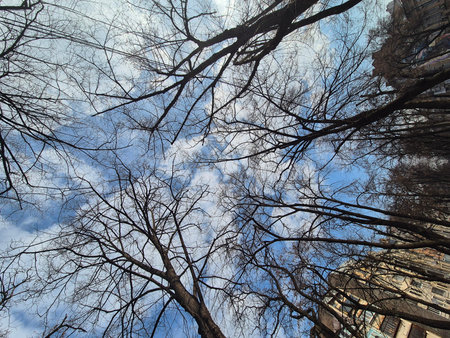 Silhouettes of trees, natural harmonyの写真素材