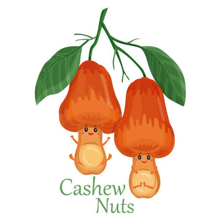 Cashew nuts plant icon in cartoon style. Funny smiling cashew characters with leaves on a branch. Seeds in nutshells. Logo for advertising, organic food package design. Flat vector isolated on whiteのイラスト素材