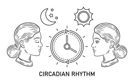 Circadian rhythm, biological clock, sleep time regulation, human life day night cycle, internal biorhythm line icon. Woman asleep or waking schedule, daily activity routine. vectorのイラスト素材