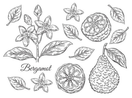 Bergamot, kaffir lime citrus juicy fruit, branch with flower, leaves. Tropical green lemon botanical sketch. Blossom orange. Cosmetic aroma, tea ingredient. vintage engraved vectorのイラスト素材