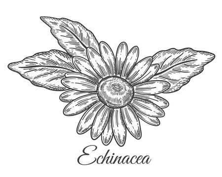 Echinacea purpurea flower head medicinal plant botanical line sketch. Bloom purple coneflower, chamomile medical garden herb. Herbal pharmacy medicine for health. hand drawn vectorのイラスト素材
