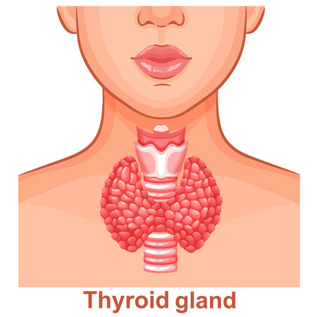Thyroid gland, trachea internal organ anatomy, woman throat, endocrine system human body health icon. Hyperthyroid disease endocrinology medical treatment. thyroxine hormone vectorのイラスト素材
