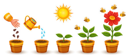 Flower plant growth stage, houseplant growing process, garden blooming herb life cycle set. Agriculture green sprout development. Botanical evolution from seed to sapling. Vectorのイラスト素材