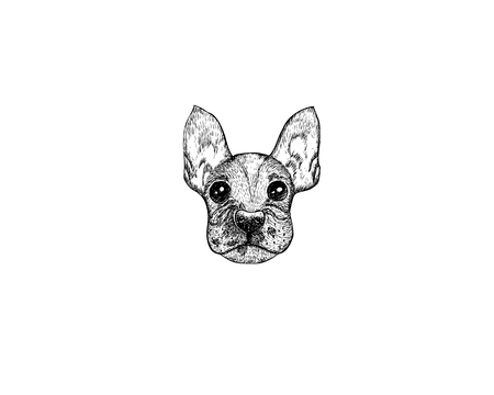 Drawing illustration of French Bulldog dog cartoon pencil and charcoal on paper art and pastel black sketch on white backgroundのイラスト素材