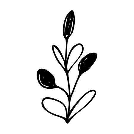 Hand drawn abstract floral sprig silhouette. Black and white outline vector illustration. Decorative branches. Spring and summer leaf icon. Doodle style.のイラスト素材