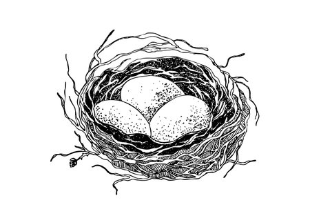 Bird nest with eggs. Easter hand drawn vector illustration, template designのイラスト素材