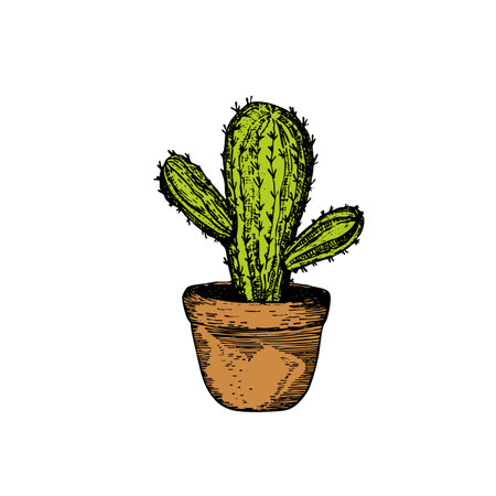 Tall succulent cactus with thorns isolated element. Vector drawing illustration for icon, game, packaging, banner. Wild west, western, cowboy conceptのイラスト素材