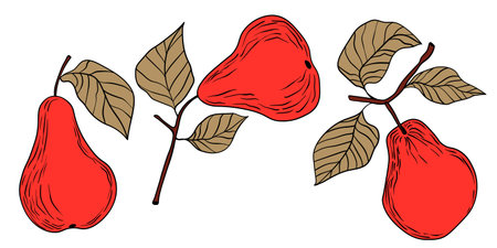 Pear isolated on white background. Natural delicious fresh ripe tasty fruit. Sweet pears with leaves. Food concept. Vector illustration for designのイラスト素材