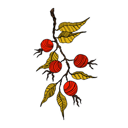 Rose hip, cranberry, blueberries silhouette vector illustration. Natural delicious fresh ripe tasty fruit. Food conceptのイラスト素材