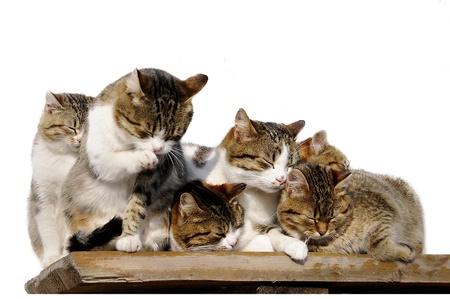 six cat-like family members sleep, isolated on white の写真素材
