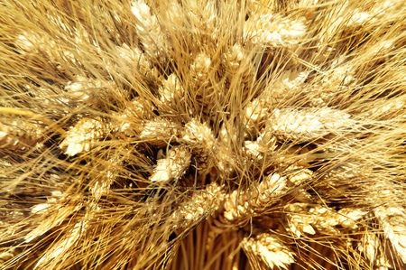 Closeup of golden wheat の写真素材