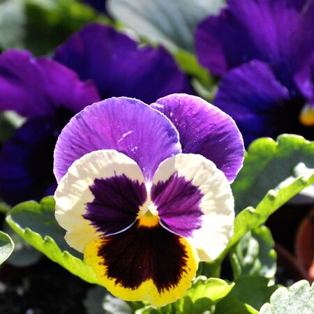 Close up of violet pansyの写真素材