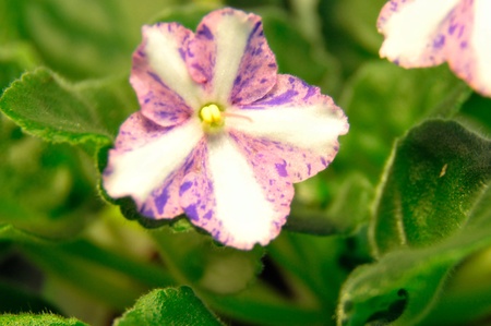 Saintpaulia, commonly known as African violetの写真素材