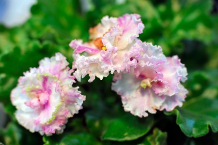 Saintpaulia, commonly known as African violetの写真素材