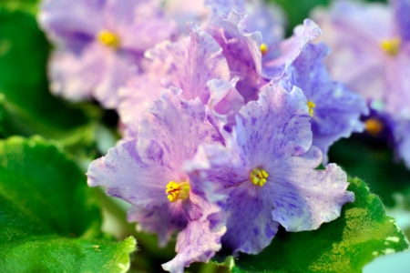 Saintpaulia, commonly known as African violetの写真素材