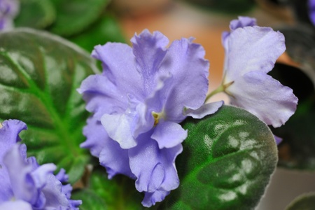 Saintpaulia, commonly known as African violetの写真素材