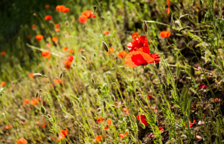 Field of poppy flowers and grass in afternoon light.