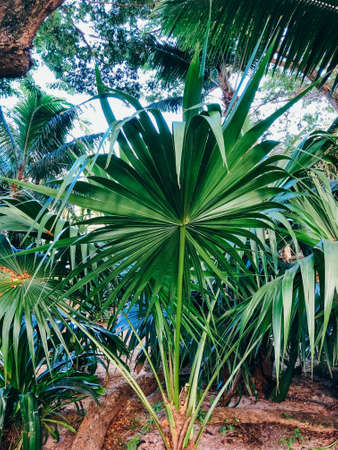 Palm tree in Seychelles with coconuts, Lodoicea maldivica, sunny day and blue sky.の写真素材