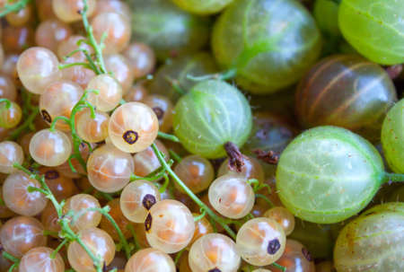 White currant and gooseberry mix, berries season.の写真素材
