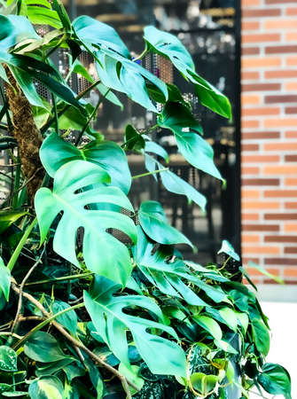 Natural green monstera leafs or swiss cheese plant background. Tropical pattern.の写真素材