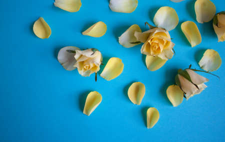 Frame made of light yellow rose petals on blue background. Festive concept.の写真素材