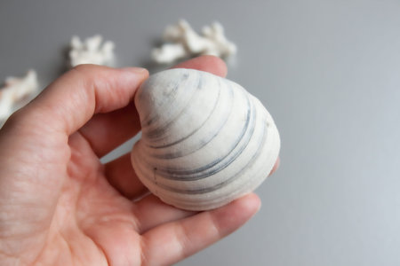 Beautiful big white gray sea shell in woman hand on silver background.