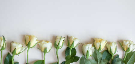 Vintage style peach yellow delicate roses on white background.の写真素材