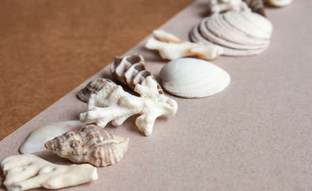Sea shells, stones, mussels and corals background.の写真素材
