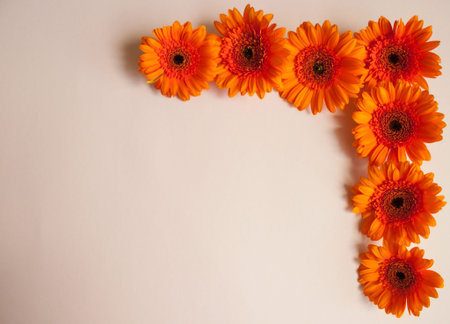 Frame made of orange gerbera flowers on beige background. Festive romantic concept.