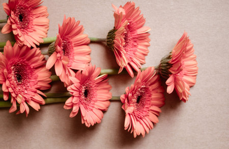 Pastel orange gerbera flowers on kraft paper background. Festive romantic concept.