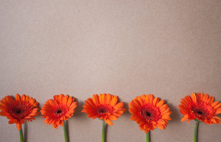 Bright orange gerbera flowers on kraft paper background. Festive romantic concept.