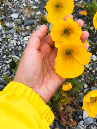 Yellow poppyseed flowers in woman's hand growing on rocky land of North Cape in Norway.の写真素材