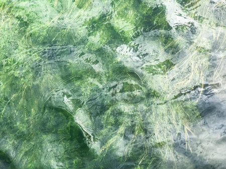 Beautiful turquoise seaweeds under sea water in Norway .