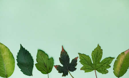 Season layout of summer and autumn leaves on mint green color. Nature background. Seasonal concept.の写真素材