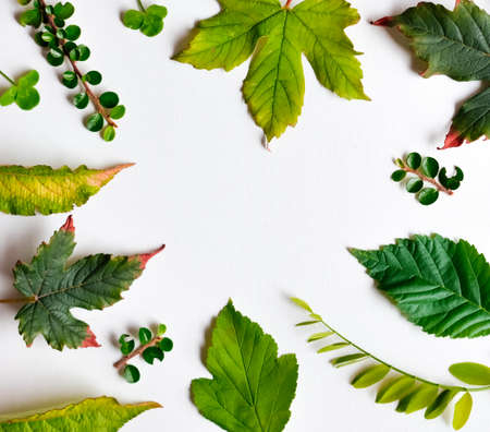 Creative season layout of colorful summer and autumn leaves and branches. Nature mockup background. Seasonal concept.の写真素材