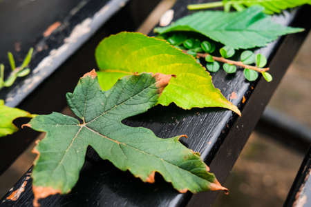 Creative season background of colorful summer and autumn leaves on dark wooden bench. Seasonal outdoors concept.の写真素材