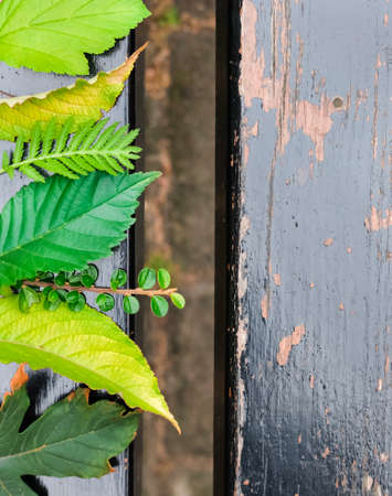 Creative season background of colorful summer and autumn leaves on dark wooden bench. Seasonal outdoors concept.の写真素材