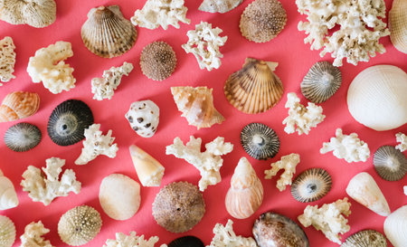 Different sea shells, mussels and corals pattern on pink orange background. の写真素材