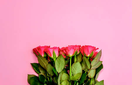 Bouquet of pink roses on pastel background. Minimal festive concept.の写真素材